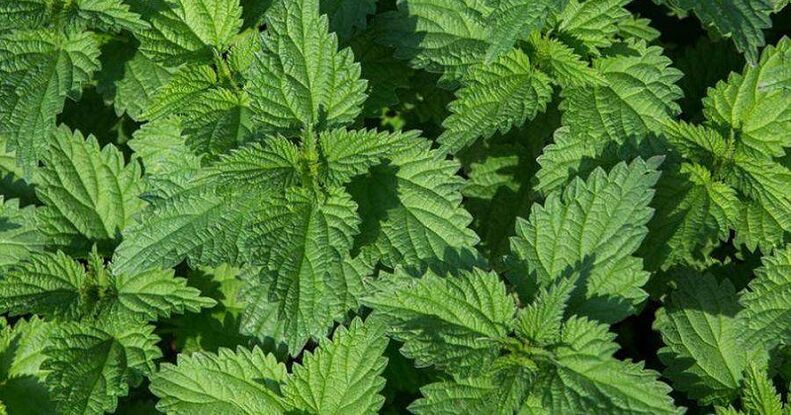 nettle to treat prostatitis